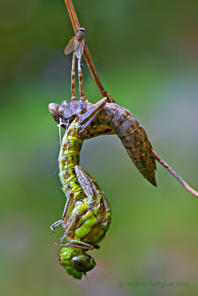 Nascita di un''Aeschna .... suppongo cyanea